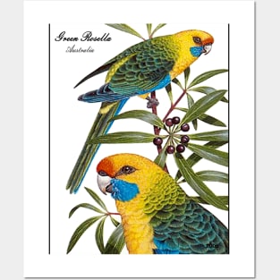 AUSTRALIA : Green Rosella Travel Advertising Print Posters and Art